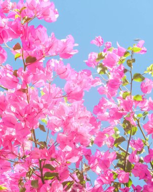 Pembe ve mavi gökyüzü güneşli - çiçek arka plan, bahar tatil ve kadın gün kavramı. Yaşam çiçek