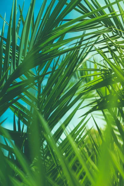 Harika yeşil palmiye yaprakları - egzotik tatil, botanik arka plan ve yaz konsepti. Tropikal bir düş