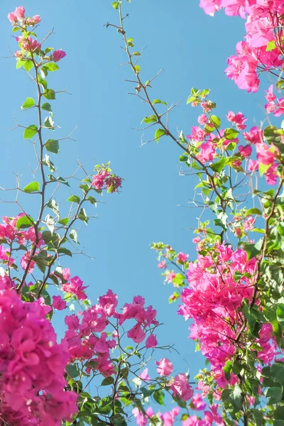 Pink flowers and blue sunny sky - floral background, spring holidays and womens day concept. Living life in bloom