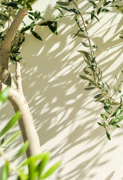 Olivový Strom Slunce Zahradnictví Pozadí Přírody Životního Prostředí Koncepce Velkou — Stock fotografie
