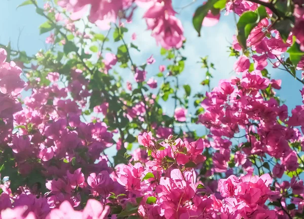 Rosa Blommor Och Blå Solig Himmel Blommig Bakgrund Vår Semester — Stockfoto
