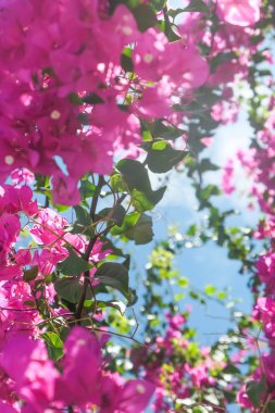 Pembe ve mavi gökyüzü güneşli - çiçek arka plan, bahar tatil ve kadın gün kavramı. Yaşam çiçek