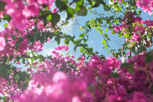 Pink flowers and blue sunny sky - floral background, spring holidays and womens day concept. Living life in bloom