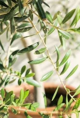 Zeytin ağacı ve güneş - Bahçe, Doğa arka plan ve çevre kavramı. Yeşil bahçe güzelliği