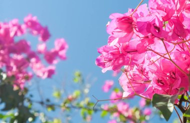 Pembe ve mavi gökyüzü güneşli - çiçek arka plan, bahar tatil ve kadın gün kavramı. Yaşam çiçek