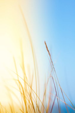 Güneşli yaz alan - güzellik doğa, yaşam tarzı, çevre kavramı dengeli. Özgürlük duygusu zevk