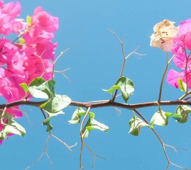 Pembe ve mavi gökyüzü güneşli - çiçek arka plan, bahar tatil ve kadın gün kavramı. Yaşam çiçek