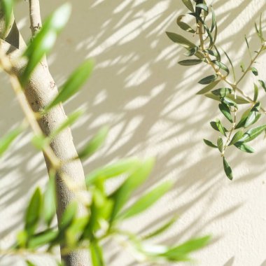 Zeytin ağacı ve güneş - Bahçe, Doğa arka plan ve çevre kavramı. Yeşil bahçe güzelliği