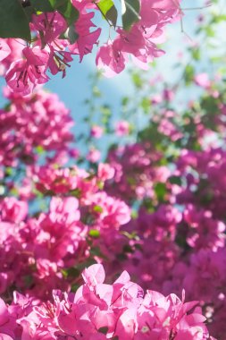Pembe ve mavi gökyüzü güneşli - çiçek arka plan, bahar tatil ve kadın gün kavramı. Yaşam çiçek