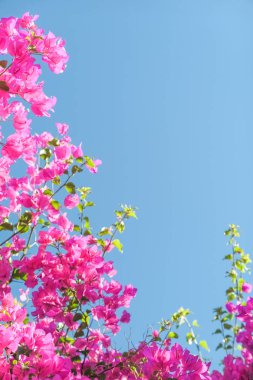 Pembe ve mavi gökyüzü güneşli - çiçek arka plan, bahar tatil ve kadın gün kavramı. Yaşam çiçek