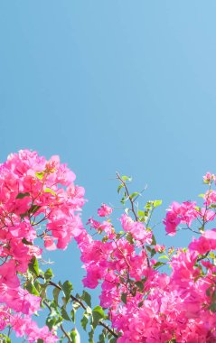 Pembe ve mavi gökyüzü güneşli - çiçek arka plan, bahar tatil ve kadın gün kavramı. Yaşam çiçek