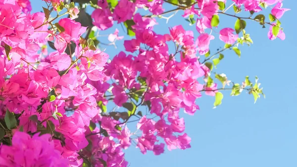 Pink flowers and blue sunny sky - floral background, spring holidays and womens day concept. Living life in bloom