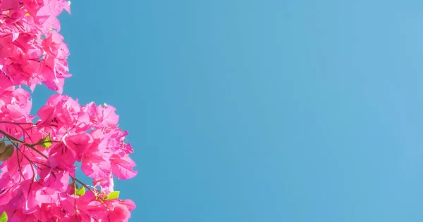 Pink flowers and blue sunny sky - floral background, spring holidays and womens day concept. Living life in bloom