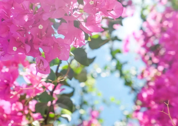 Flores Rosadas Cielo Azul Soleado Fondo Floral Vacaciones Primavera Concepto — Foto de Stock