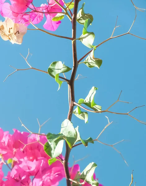 Pink flowers and blue sunny sky - floral background, spring holidays and womens day concept. Living life in bloom