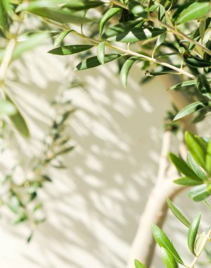 Zeytin ağacı ve güneş - Bahçe, Doğa arka plan ve çevre kavramı. Yeşil bahçe güzelliği