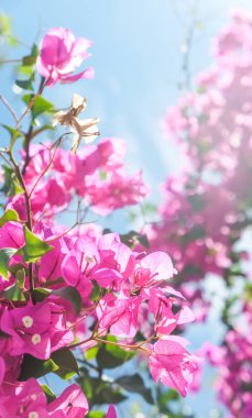 Pembe ve mavi gökyüzü güneşli - çiçek arka plan, bahar tatil ve kadın gün kavramı. Yaşam çiçek