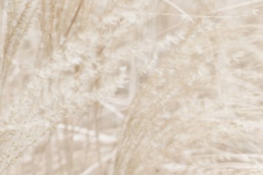 Rustik sonbahar alan