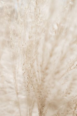 Rustik sonbahar alan