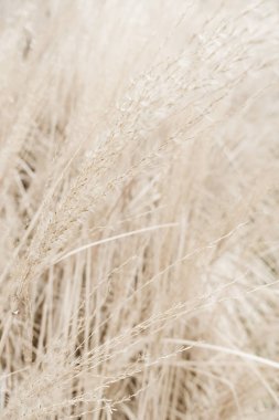 Rustik sonbahar alan