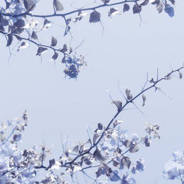 Mavi çiçek kompozisyon