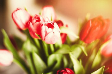 Günün çiçekler ile aydınlatmak