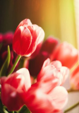 Günün çiçekler ile aydınlatmak