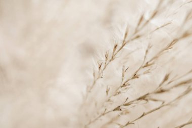 Rustik sonbahar alan