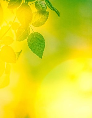 Yeşil enerji gelecek mi