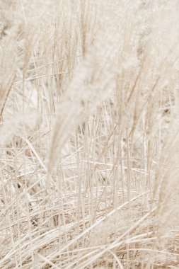 Rustik sonbahar alan