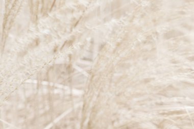 Rustik sonbahar alan