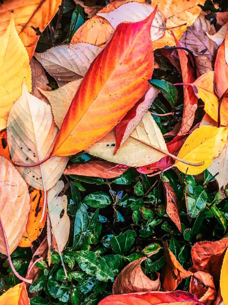 Folhas e árvores de outono, fundo da natureza — Fotografia de Stock