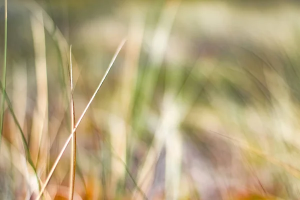 Rustieke voorjaar veld — Stockfoto