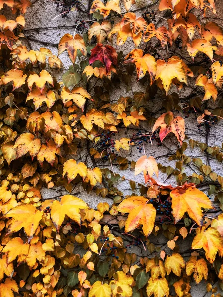 Folhas e árvores de outono, fundo da natureza — Fotografia de Stock