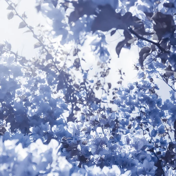 Composizione floreale blu — Foto Stock