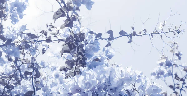 Синій Квіткові композиції — стокове фото