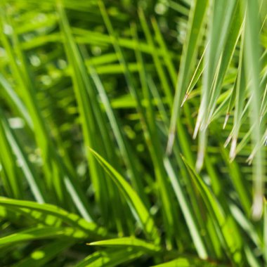 Palmiye yaprakları yaz