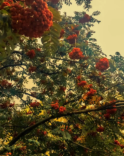 Höstlöv och träd, natur bakgrund — Stockfoto