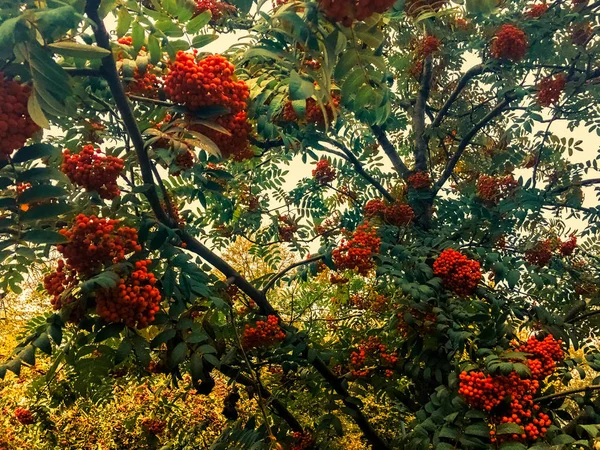 Feuilles et arbres d'automne, fond naturel — Photo