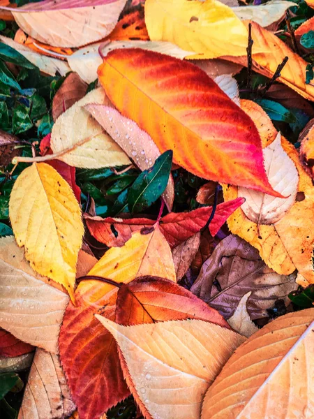 Folhas e árvores de outono, fundo da natureza — Fotografia de Stock