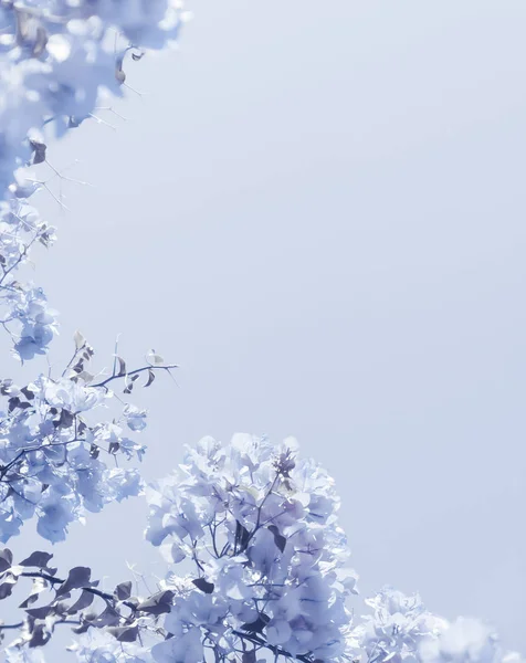 Composizione floreale blu — Foto Stock