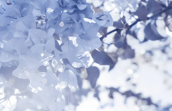 Kék virág kompozíció — Stock Fotó