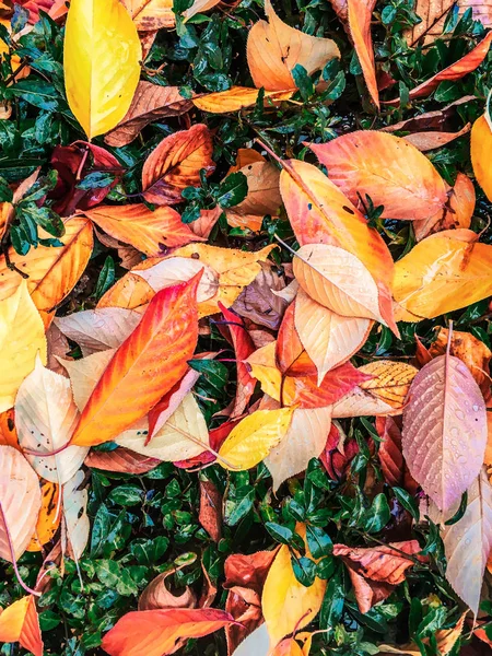 Folhas e árvores de outono, fundo da natureza — Fotografia de Stock