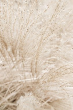 Rustik sonbahar alan