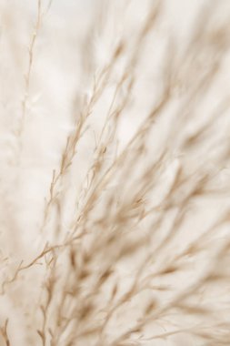 Rustik sonbahar alan