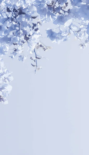 青い花の組成 — ストック写真