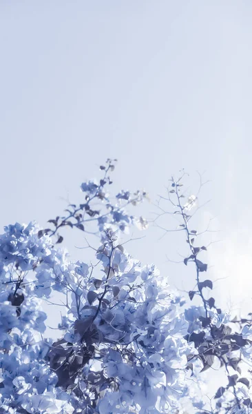 Blå blommig sammansättning — Stockfoto
