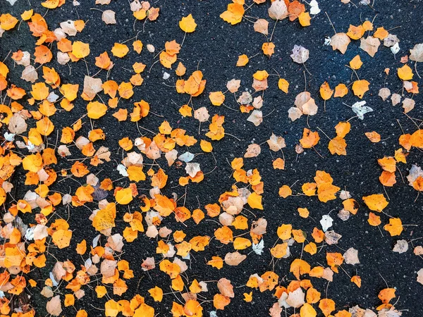 Jesienne liście i drzewa, charakter tła — Zdjęcie stockowe