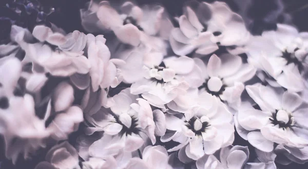 Ретро квіткові фону — стокове фото