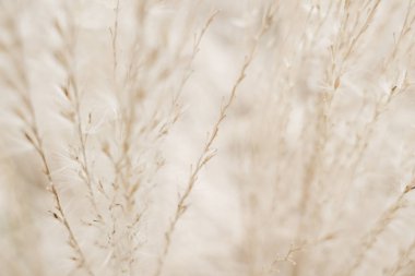 Rustik sonbahar alan